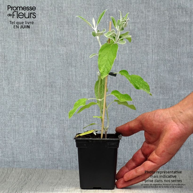 Exemplar von Peruanischer Salbei - Salvia discolor Kleine Töpfe von 7/8 cm wie im Sommer geliefert