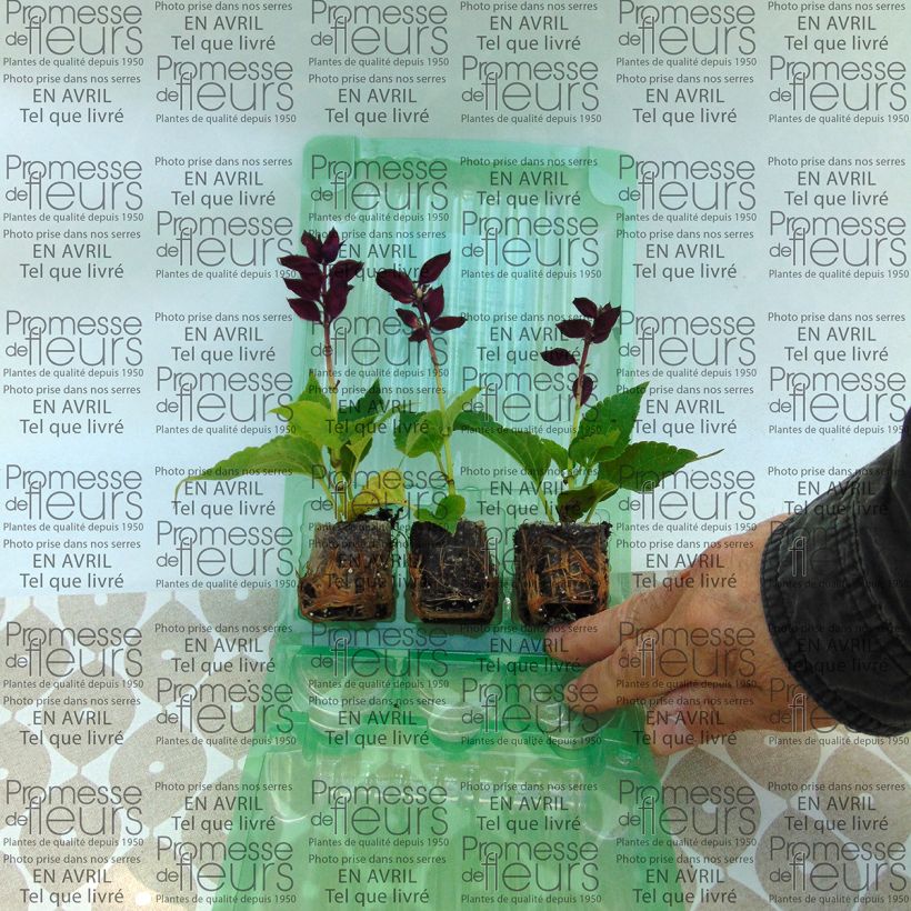 Beispiel eines Exemplars von Feuer-Salbei Gogo Purple - Salvia Mini-Plug Ø 3/4 cm wie geliefert