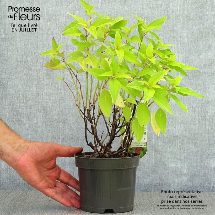 Exemplar von Zierlicher Salbei Golden Delicious - Salvia elegans Topf mit 1,5L/2L wie im Sommer geliefert