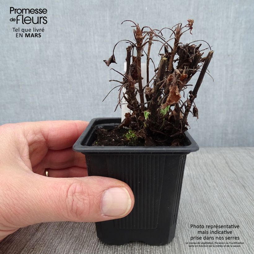 Exemplar von Salvia glutinosa - Klebriger Salbei Kleine Töpfe von 8/9 cm wie im Winter geliefert