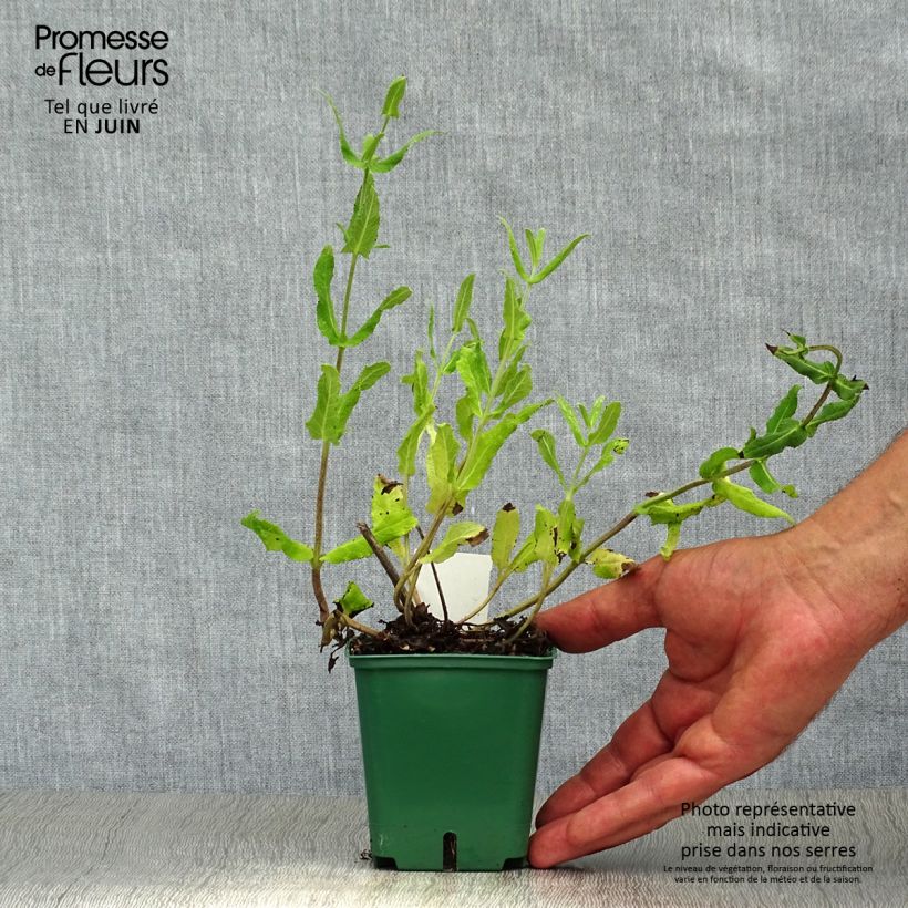 Exemplar von Salvia nemorosa Amethyst - Steppen-Salbei Kleine Töpfe von 8/9 cm wie im Sommer geliefert