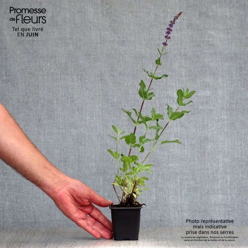 Exemplar von Salvia nemorosa Caradonna - Steppen-Salbei Kleine Töpfe von 8/9 cm wie im Sommer geliefert