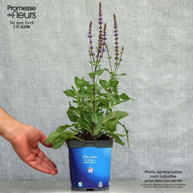 Exemplar von Salvia nemorosa Caradonna - Steppen-Salbei Topf mit 1,5L/2L wie im Sommer geliefert