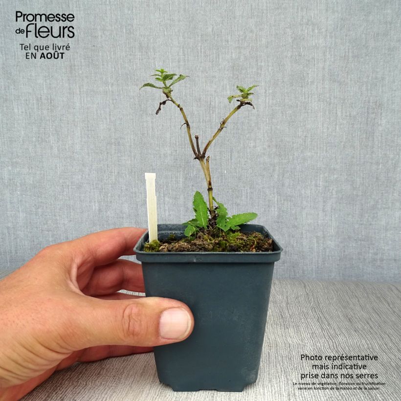 Exemplar von Salvia nemorosa Schwellenburg - Steppen-Salbei Kleine Töpfe von 8/9 cm wie im Sommer geliefert