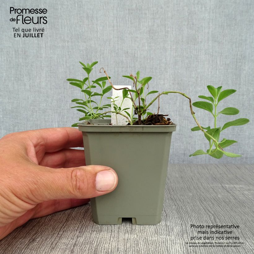 Exemplar von Salvia microphylla Blue Note Kleine Töpfe von 8/9 cm wie im Sommer geliefert