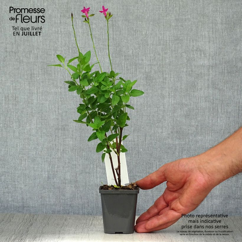 Exemplar von Salvia microphylla Cerro Potosi Kleine Töpfe von 7/8 cm wie im Sommer geliefert