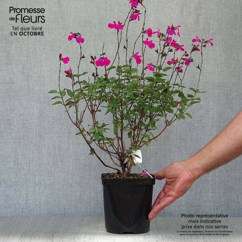Exemplar von Salvia microphylla Cerro Potosi Topf mit 2L/3L wie im Herbst geliefert