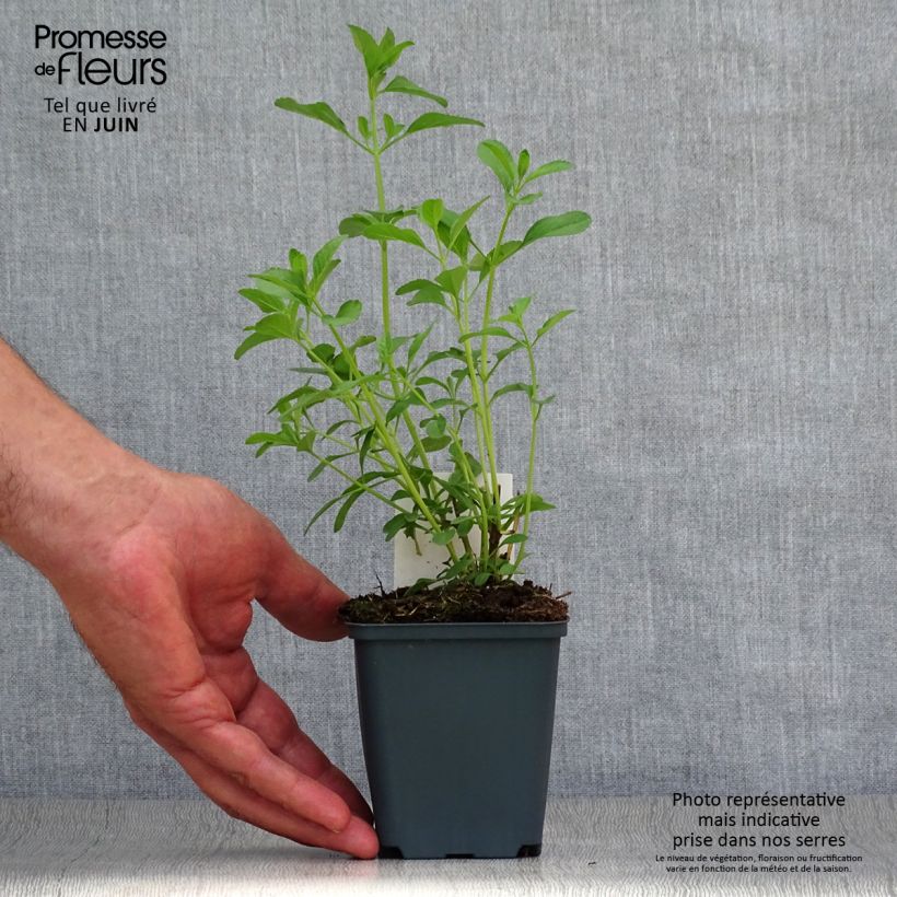 Exemplar von Salvia microphylla Nachtvlinder Kleine Töpfe von 8/9 cm wie im Sommer geliefert