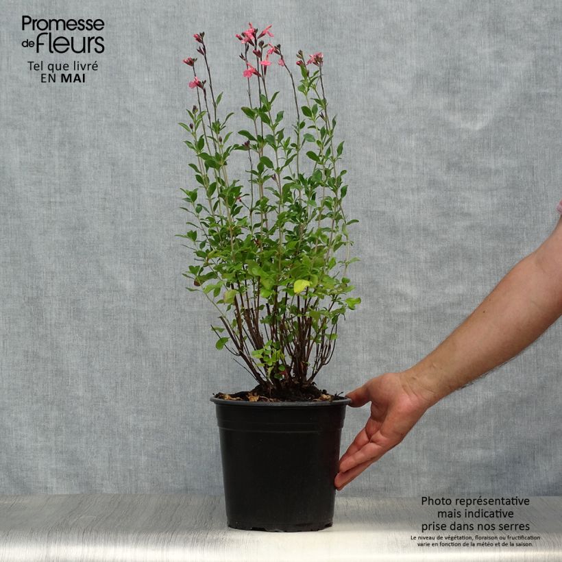Exemplar von Salvia jamensis Pluenn Topf mit 4L/5L wie im Frühjahr geliefert