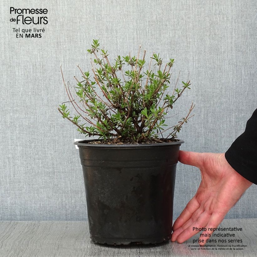 Exemplar von Salvia jamensis Reve Rouge Topf mit 4L/5L wie im Winter geliefert