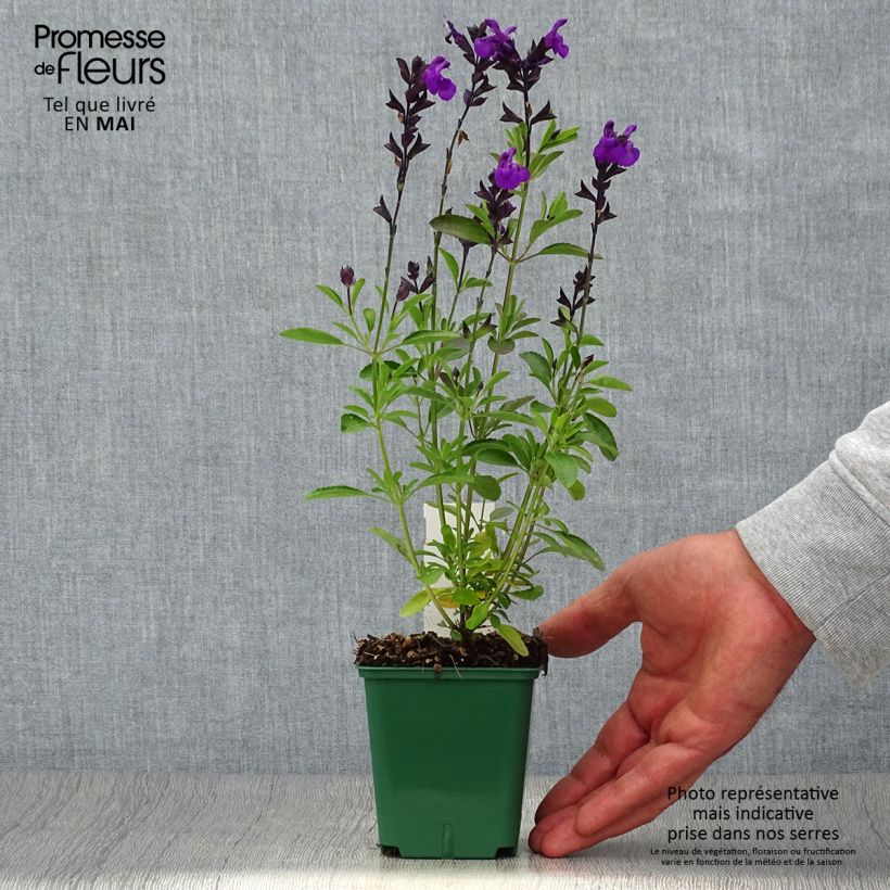 Exemplar von Salvia greggii Mirage Violet - Strauchiger Salbei Kleine Töpfe von 8/9 cm wie im Frühjahr geliefert