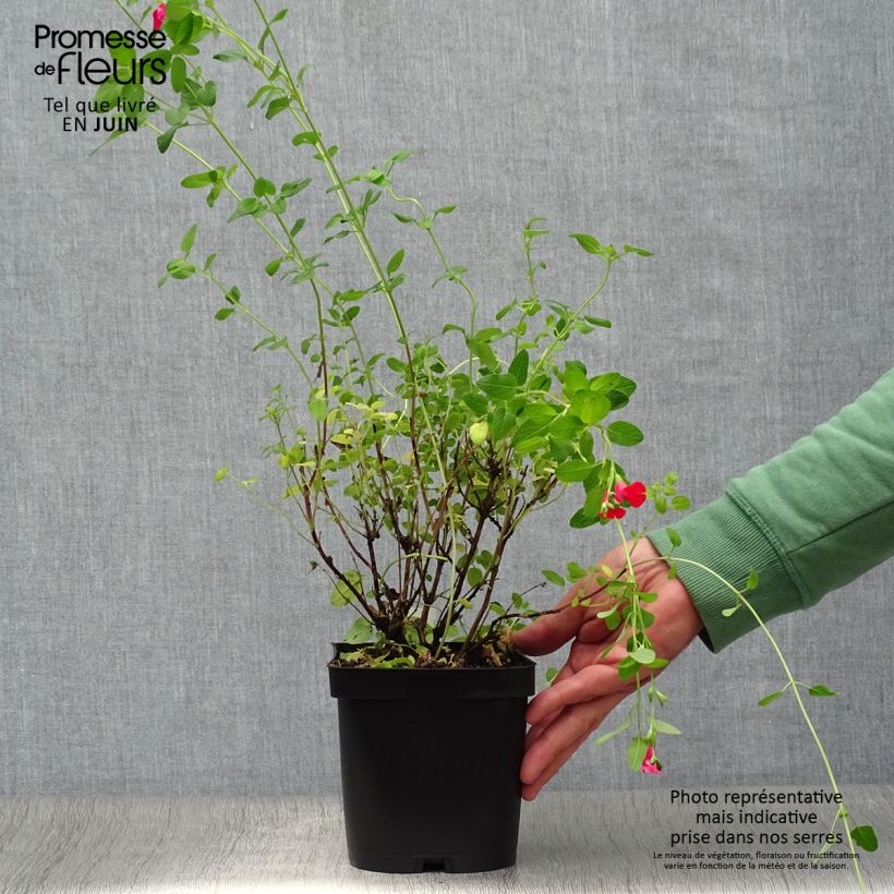 Exemplar von Salvia microphylla grahamii Topf mit 2L/3L wie im Sommer geliefert