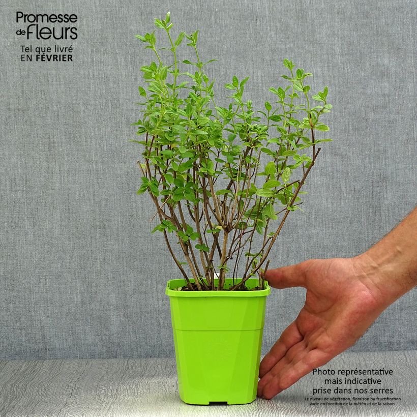 Exemplar von Salvia microphylla So Cool Pale Blue Topf mit 1L/1,5L wie im Herbst geliefert