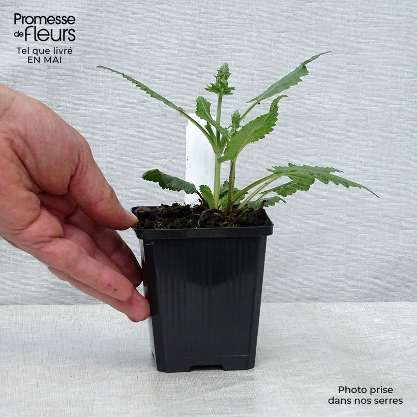 Exemplar von Salvia nemorosa Viola Klose - Steppen-Salbei Kleine Töpfe von 8/9 cm wie im Frühjahr geliefert