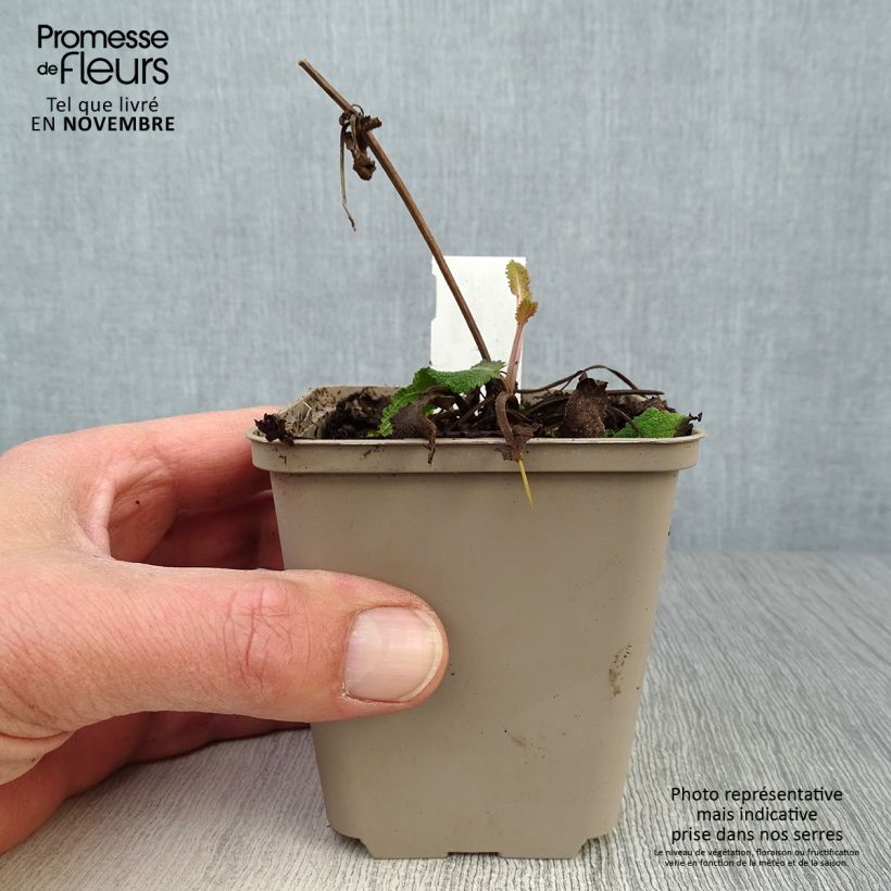 Exemplar von Salvia nemorosa Viola Klose - Steppen-Salbei Kleine Töpfe von 8/9 cm wie im Herbst geliefert