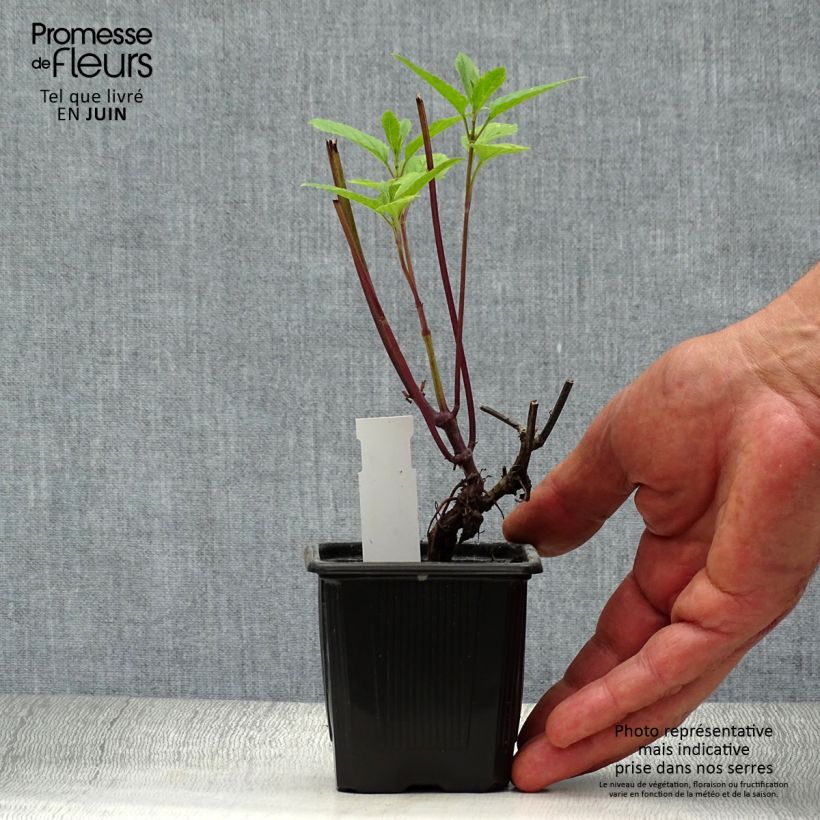 Exemplar von Salvia uliginosa - Sumpf-Salbei Kleine Töpfe von 7/8 cm wie im Sommer geliefert