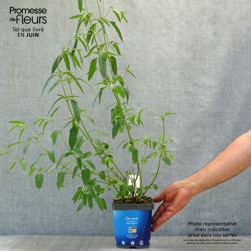 Exemplar von Salvia uliginosa - Sumpf-Salbei Topf mit 2L/3L wie im Sommer geliefert