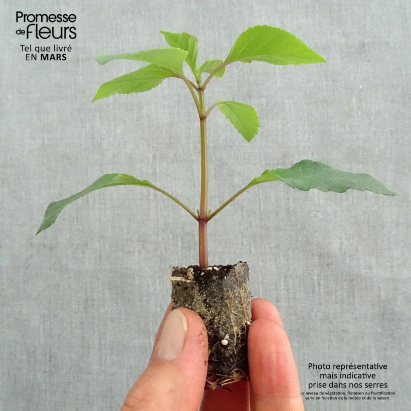 Exemplar von Salvia hybrida Ember's Wish - Salbei Mini-Plug Ø 3/4 cm wie im Frühjahr geliefert
