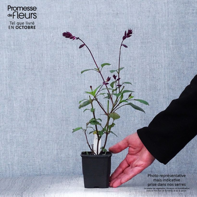 Exemplar von Salvia buchananii Love and Wishes - Salbei Kleine Töpfe von 8/9 cm wie im Herbst geliefert
