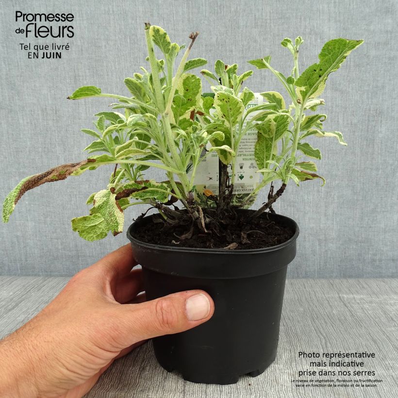 Exemplar von Echter Salbei Berggarten Variegated - Salvia officinalis Topf mit 1,5L/2L wie im Sommer geliefert