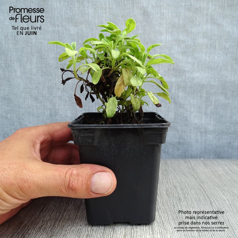 Exemplar von Echter Salbei Aurea - Salvia officinalis Kleine Töpfe von 7/8 cm wie im Sommer geliefert