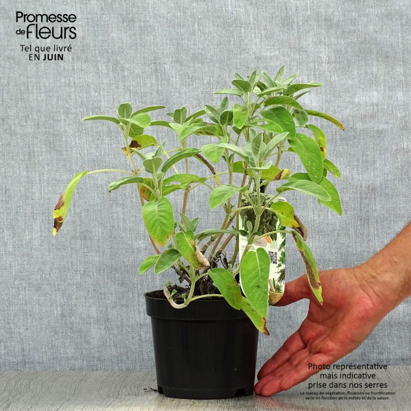 Exemplar von Echter Salbei Maxima - Salvia officinalis Topf mit 1,5L/2L wie im Sommer geliefert