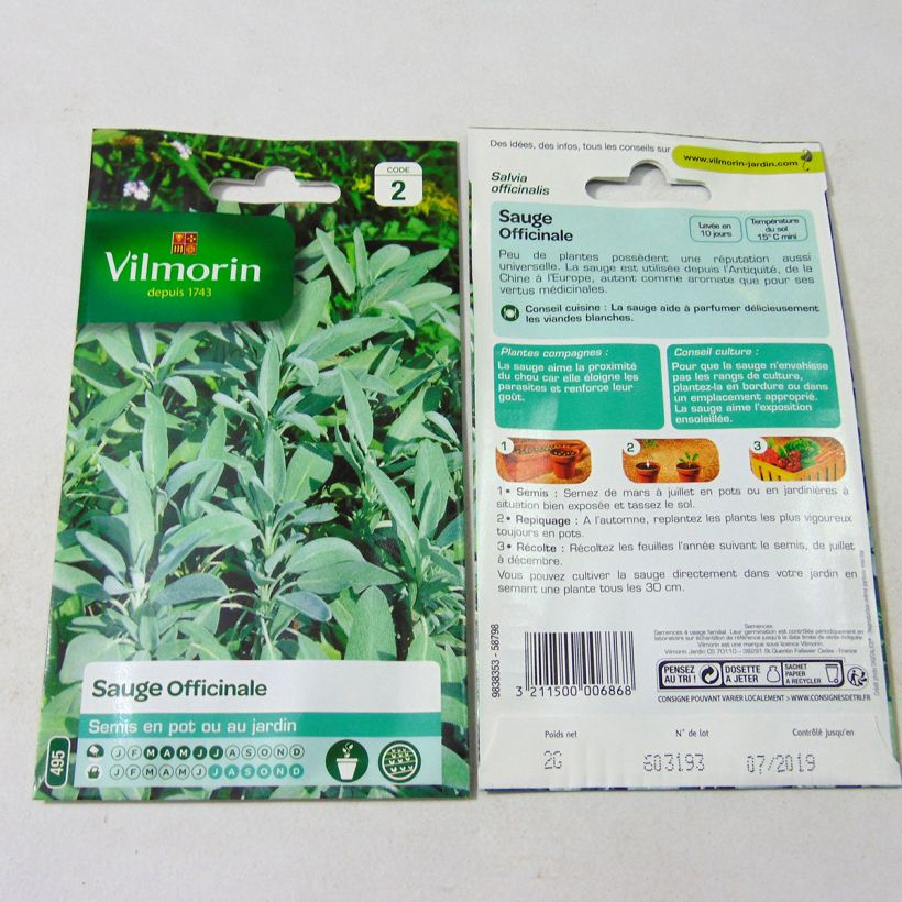 Beispiel eines Exemplars von Echter Salbei - Vilmorin - Salvia officinalis die Tüte mit 500 Samen (2g) wie geliefert