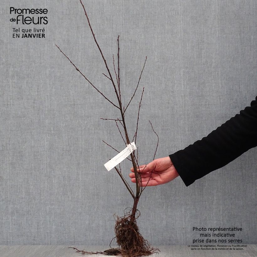 Exemplar von Ohr-Weide - Salix aurita Wurzelnackt wie im Winter geliefert