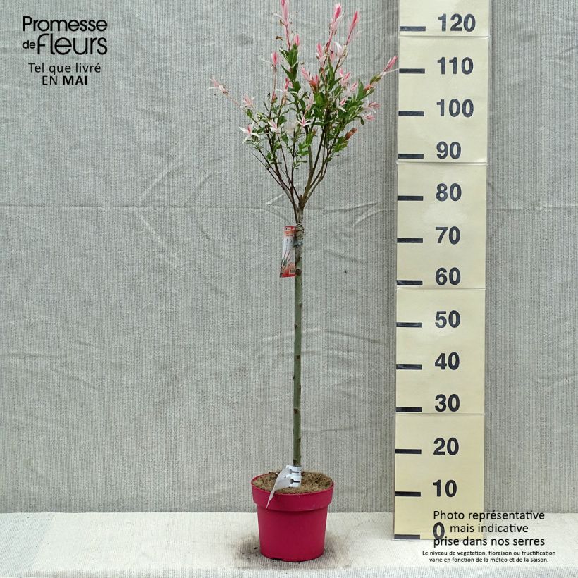 Exemplar von Harlekinweide Flamingo - Salix integra Topf mit 2L/3L wie im Frühjahr geliefert