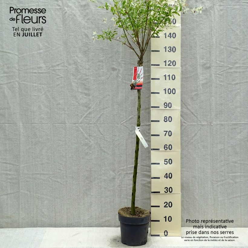 Exemplar von Harlekinweide Flamingo - Salix integra Topf mit 4L/5L wie im Sommer geliefert