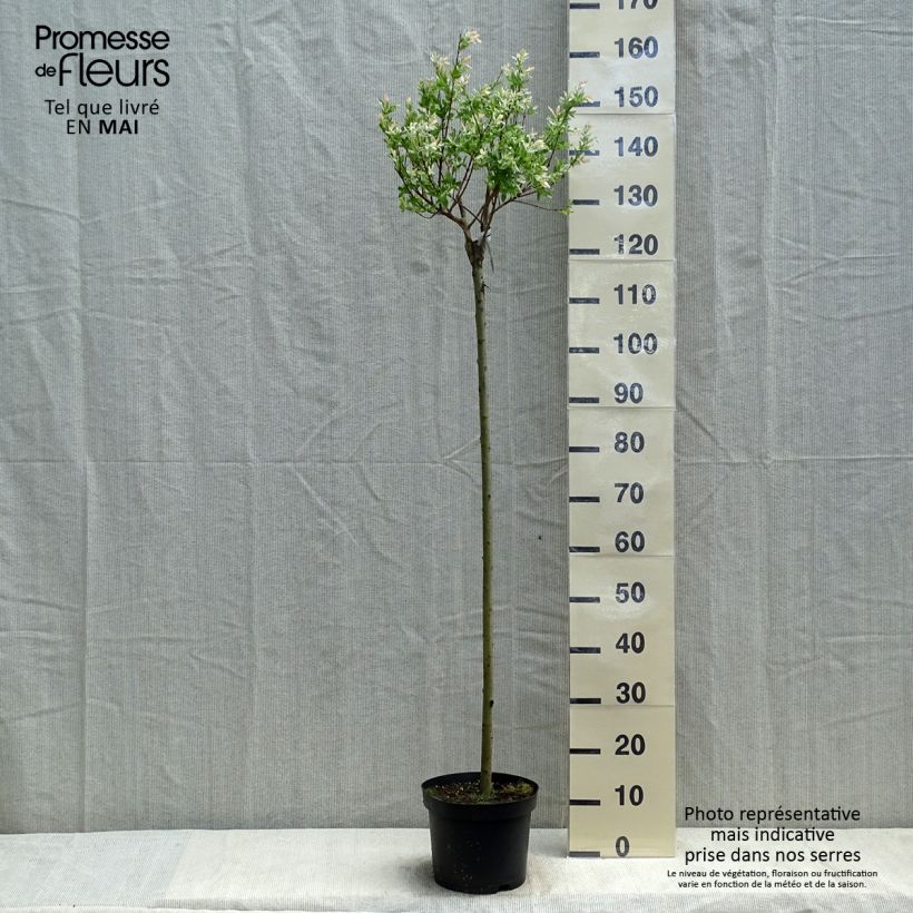 Exemplar von Harlekinweide Hakuro Nishiki - Salix integra Topf mit 4L/5L wie im Frühjahr geliefert