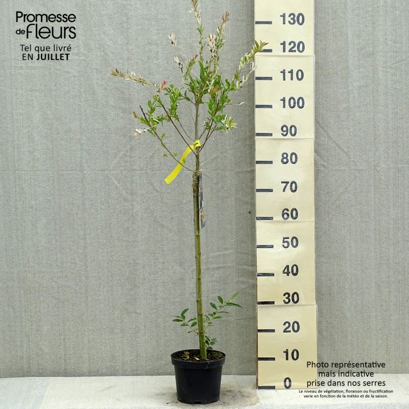 Exemplar von Harlekinweide Hakuro Nishiki - Salix integra Topf mit 2L/3L wie im Sommer geliefert