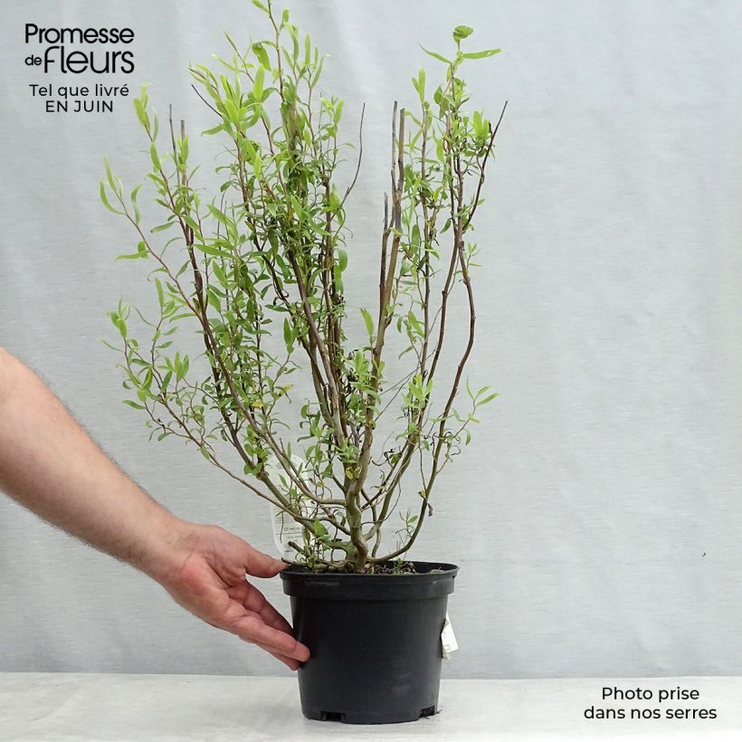 Exemplar von Korkenzieher-Weide Tortuosa - Salix matsudana Topf mit 2L/3L wie im Sommer geliefert