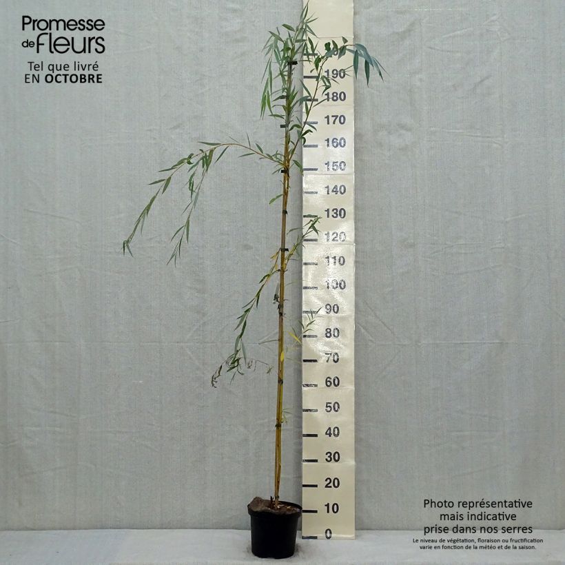 Exemplar von Silber-Weide Tristis - Salix alba Topf mit 4L/5L wie im Herbst geliefert