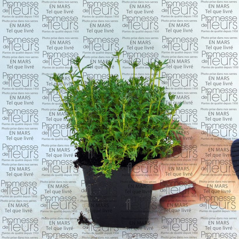 Beispiel eines Exemplars von Saxifraga arendsii Adebar - Garten-Moos-Steinbrech Kleine Töpfe von 8/9 cm wie geliefert