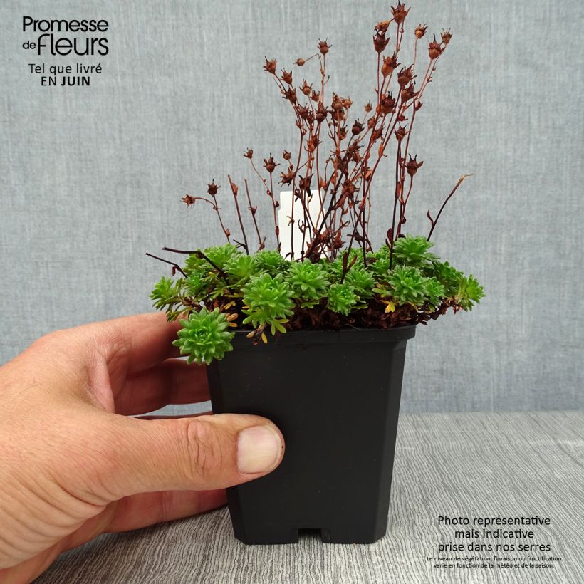 Exemplar von Saxifraga arendsii Peter Pan - Garten-Moos-Steinbrech Kleine Töpfe von 8/9 cm wie im Sommer geliefert