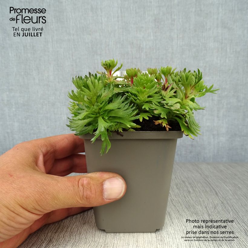 Exemplar von Saxifraga arendsii Purpurteppich - Garten-Moos-Steinbrech Kleine Töpfe von 8/9 cm wie im Sommer geliefert