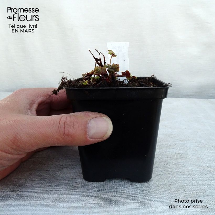 Exemplar von Saxifraga fortunei Gokka - Herbst-Steinbrech Kleine Töpfe von 8/9 cm wie im Winter geliefert