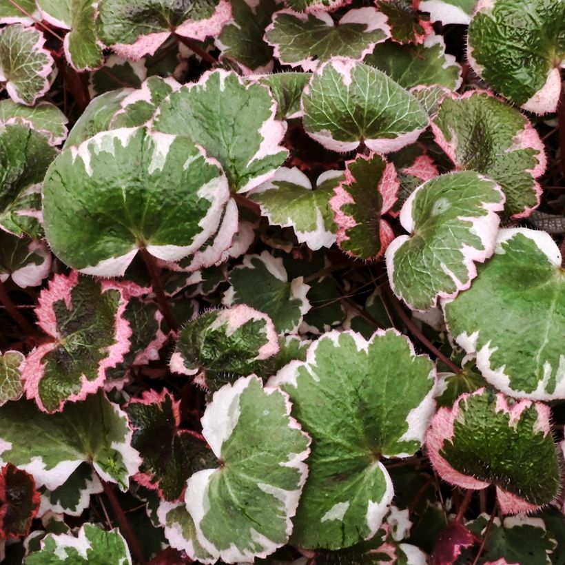 Judenbart - Saxifraga stolonifera Variegata (Laub)
