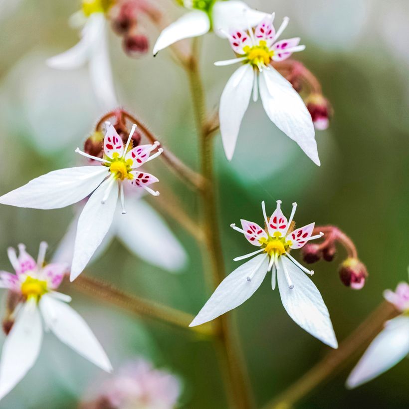 Judenbart - Saxifraga stolonifera Variegata (Blüte)