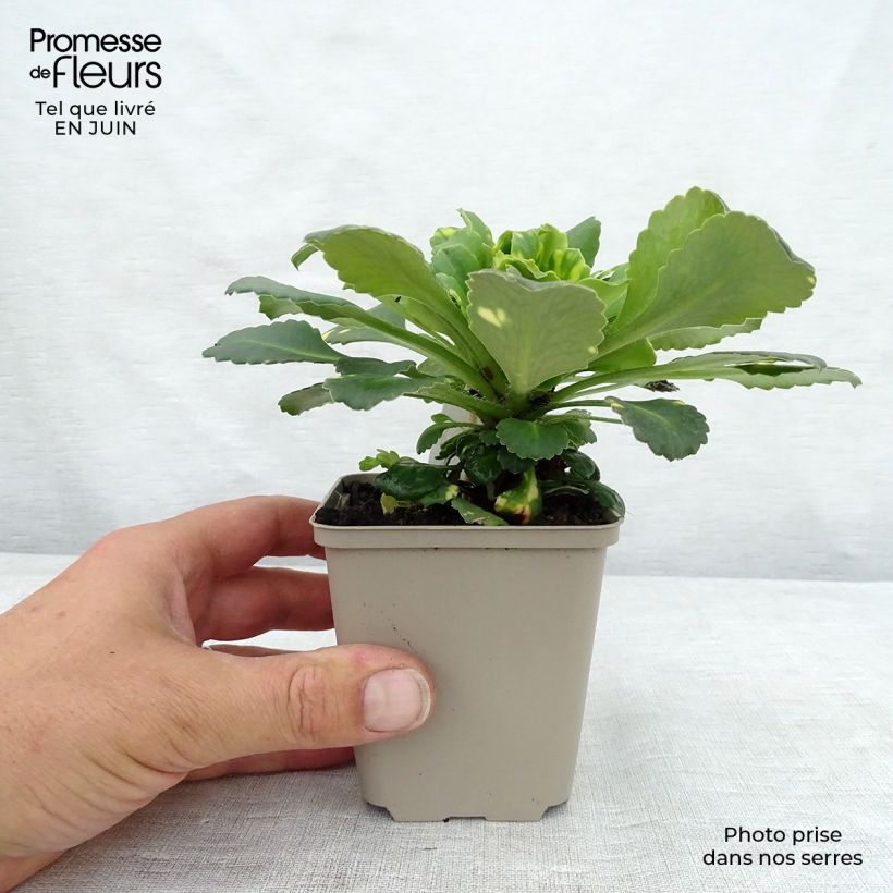 Exemplar von Saxifraga umbrosa Variegata - Schatten-Steinbrech Kleine Töpfe von 8/9 cm wie im Sommer geliefert