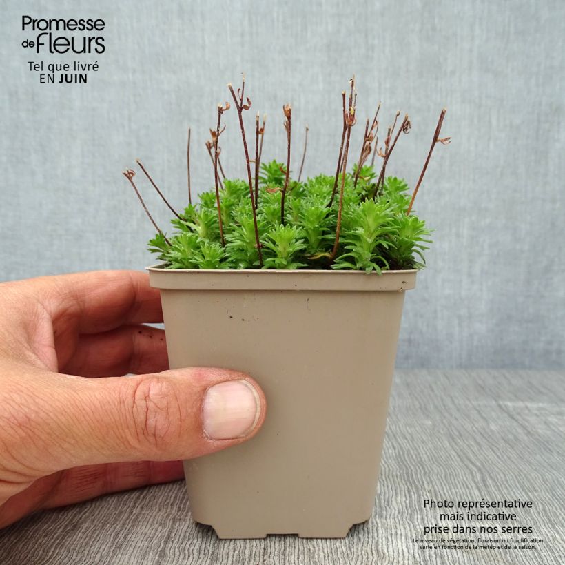 Exemplar von Saxifraga arendsii Pixie White - Garten-Moos-Steinbrech Kleine Töpfe von 8/9 cm wie im Sommer geliefert