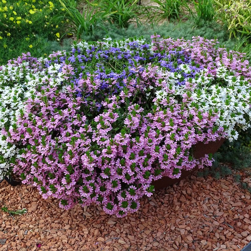 Scaevola aemula Baby Pink Touch - Blaue Fächerblume (Hafen)