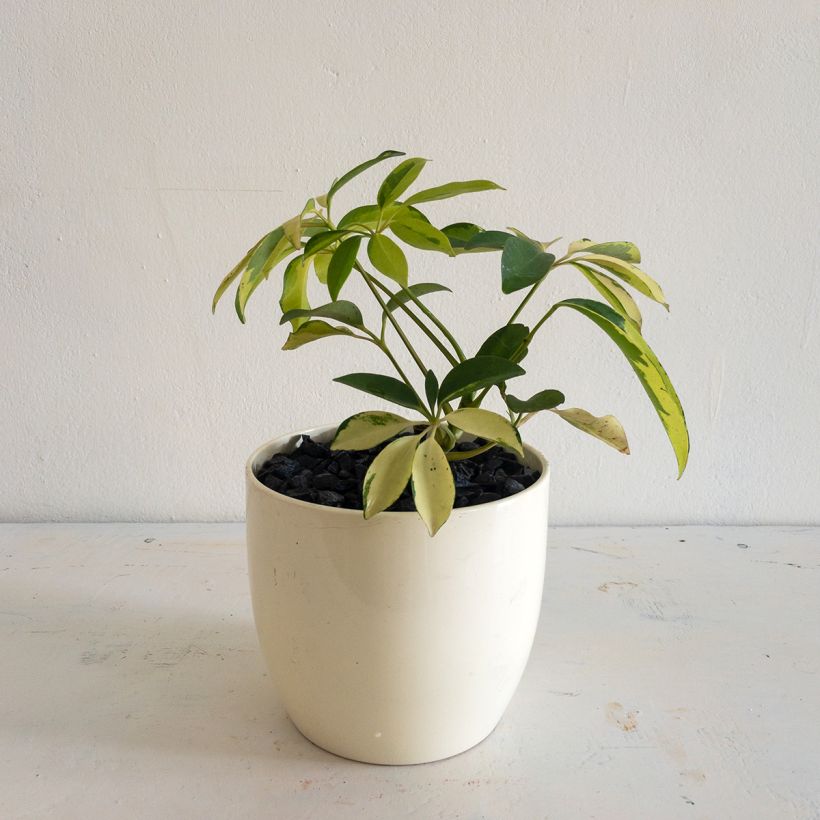 Schefflera Madame De Smet - Strahlenaralie (Hafen)
