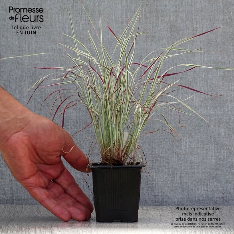 Exemplar von Schizachyrium scoparium Chameleon - Blaugraues Präriegras Kleine Töpfe von 8/9 cm wie im Sommer geliefert