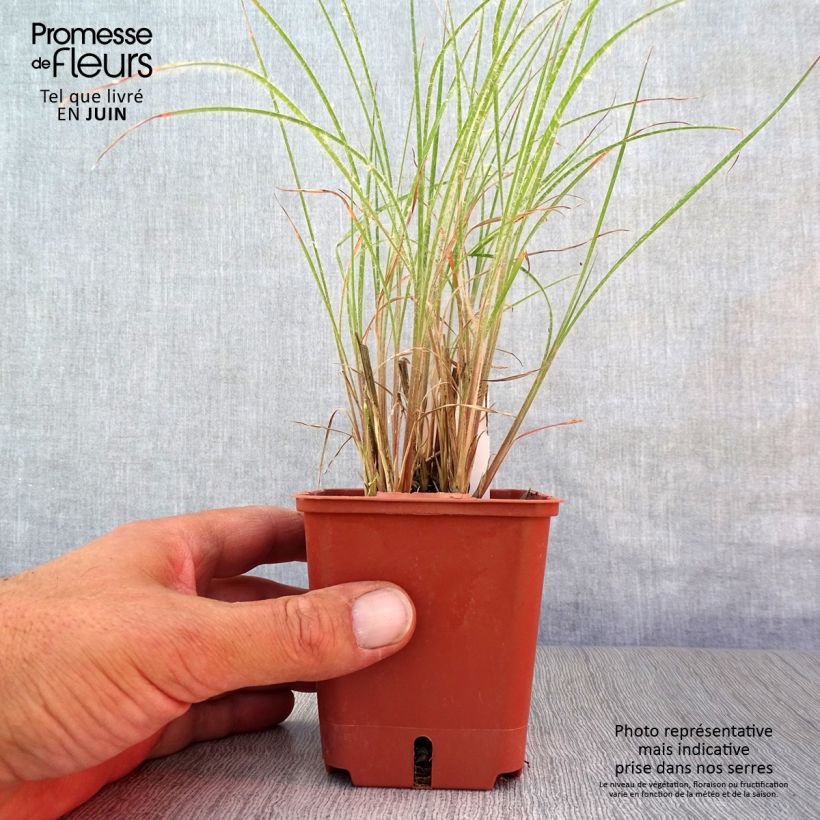 Exemplar von Schizachyrium scoparium Ha Ha Tonka - Blaugraues Präriegras Kleine Töpfe von 8/9 cm wie im Sommer geliefert