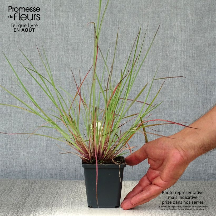 Exemplar von Schizachyrium scoparium Prairie Blues - Blaugraues Präriegras Kleine Töpfe von 8/9 cm wie im Sommer geliefert