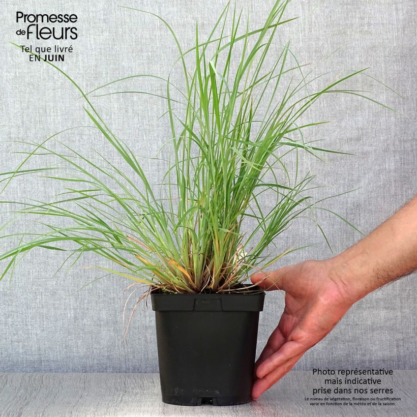 Exemplar von Schizachyrium scoparium Prairie Blues - Blaugraues Präriegras Topf mit 2L/3L wie im Sommer geliefert