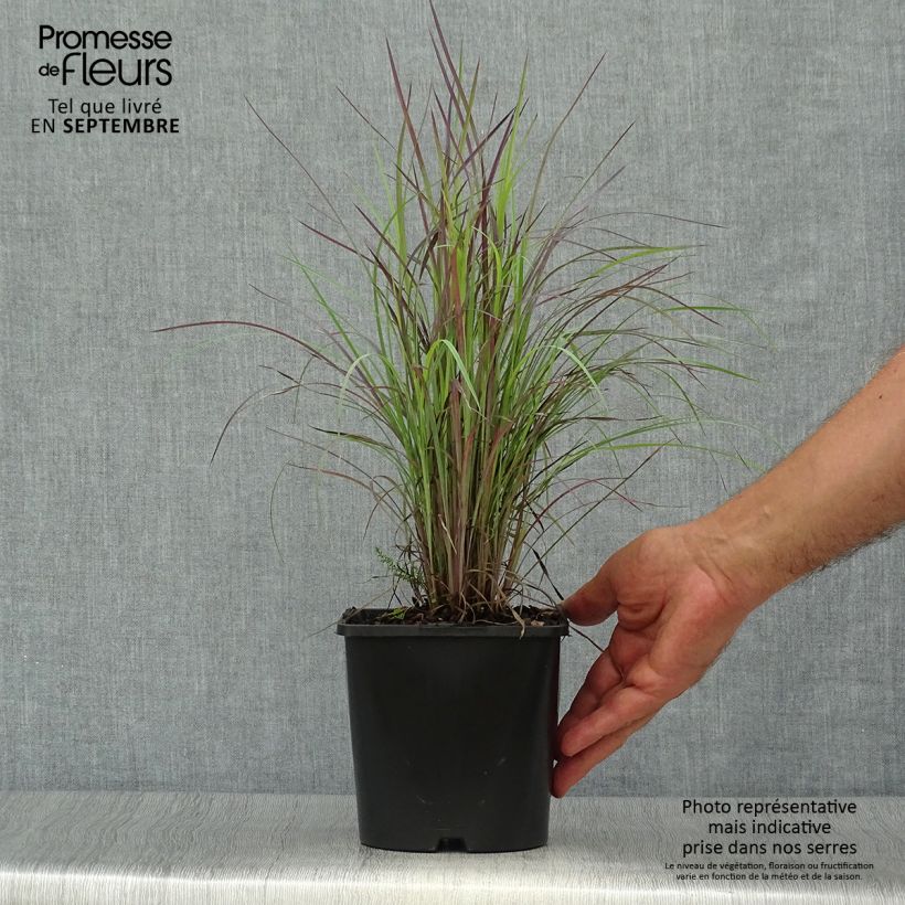 Exemplar von Schizachyrium scoparium Twilight Zone - Blaugraues Präriegras Topf mit 2L/3L wie im Herbst geliefert