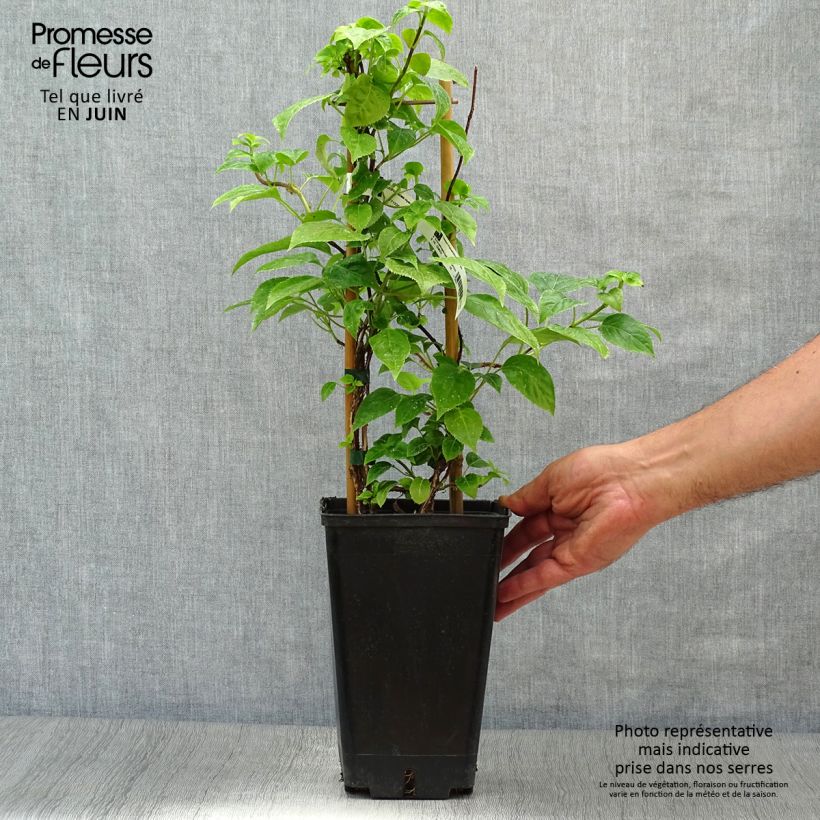 Exemplar von Schizophragma hydrangeoides - Spalthortensie Topf mit 2L/3L wie im Sommer geliefert